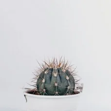 Табак Absolem Medium Cactus (Кактус), 100